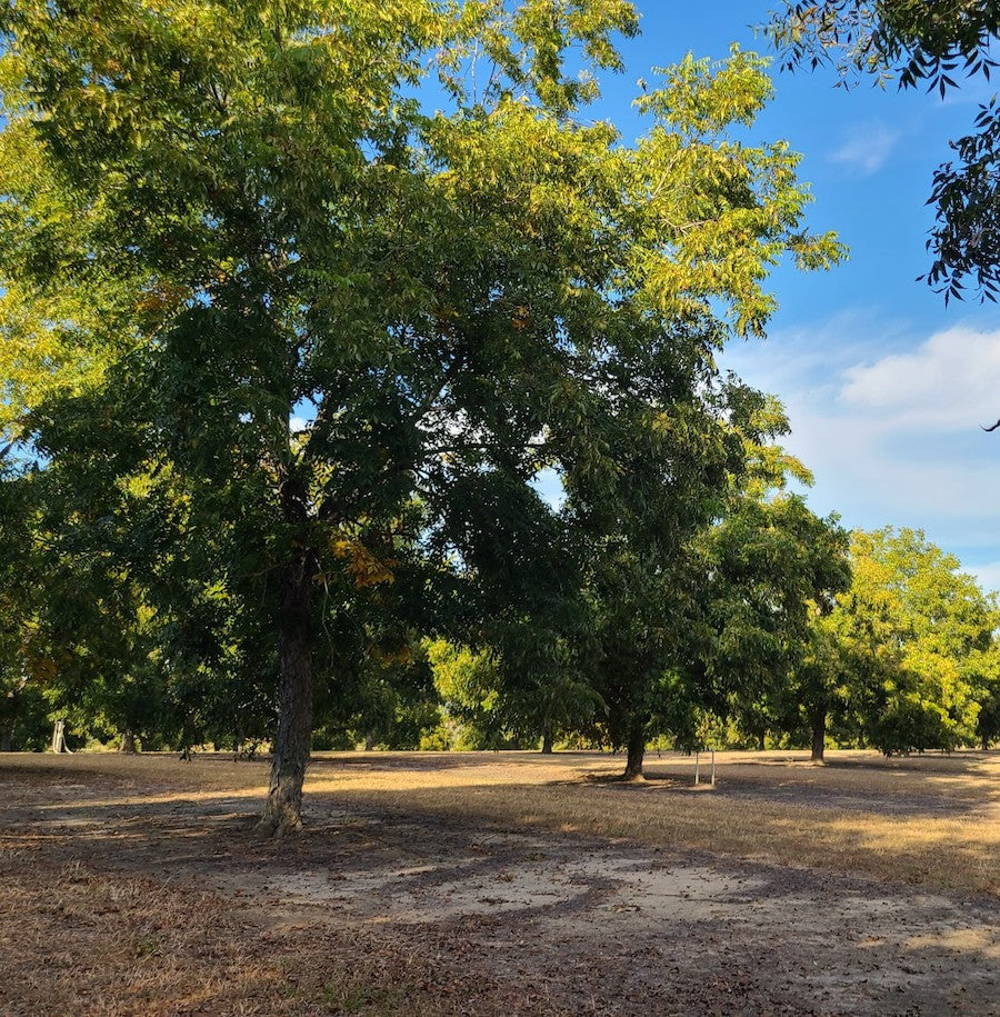 Pecan Trees in Dix Pecan Farm